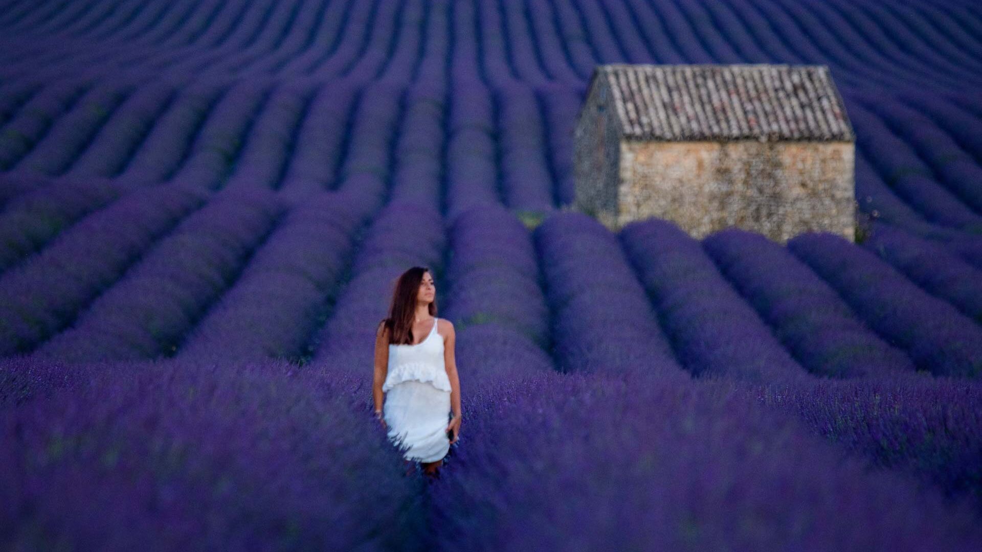 Champs de lavande sur le plateau de Valensole