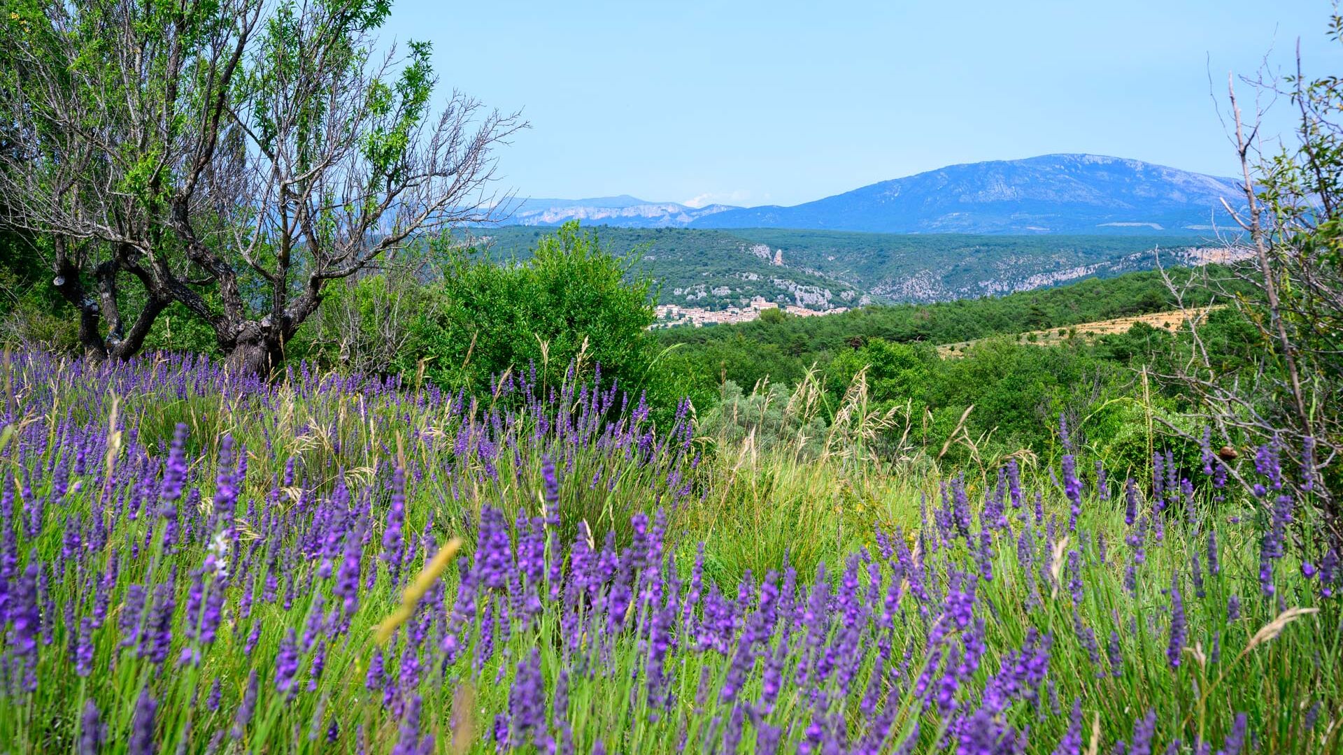 Parc Naturel Régional du Verdon