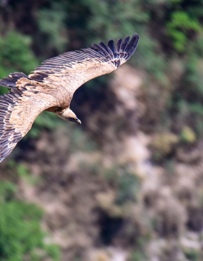 Les sources du Verdon