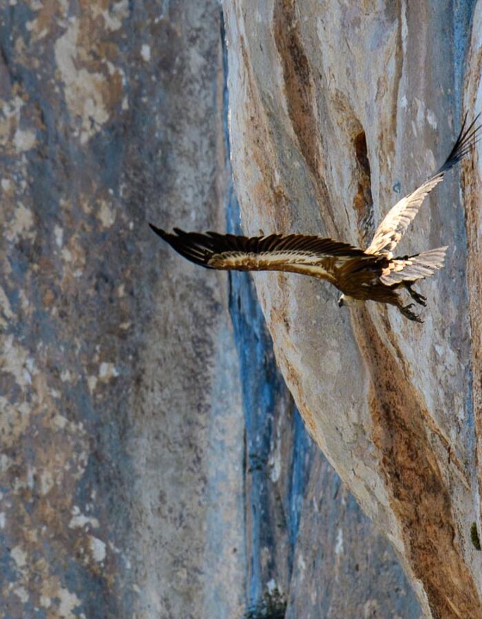 La faune dans le Verdon