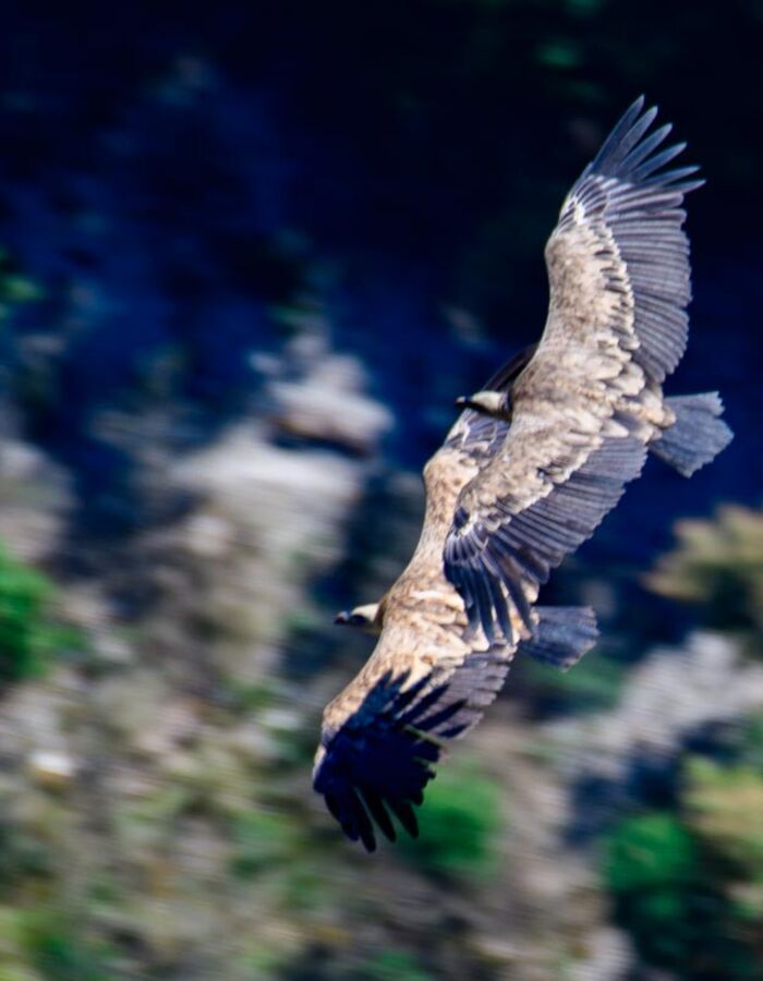 La faune dans le Verdon