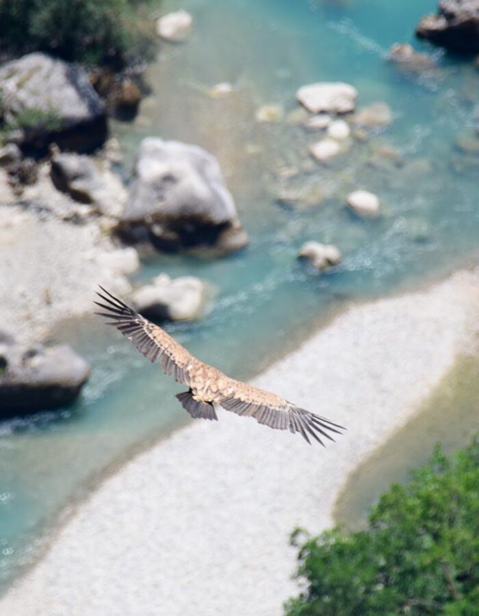 La faune dans le Verdon
