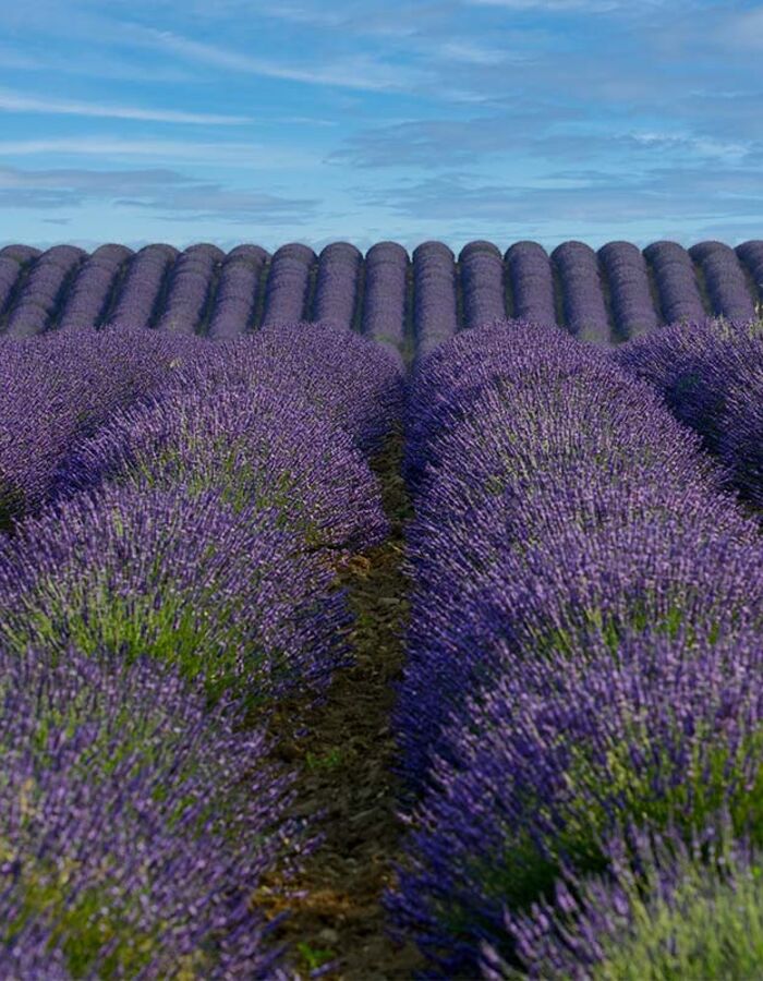 Champs de lavande du plateau de Valensole - camping le clos de barbey