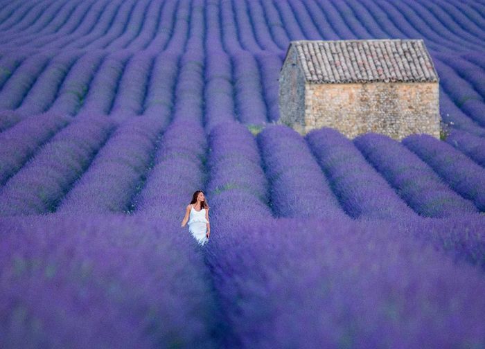champs de lavande du plateau de Valensole