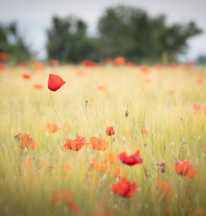 Camping dans le Verdon, les champs de coquelicots