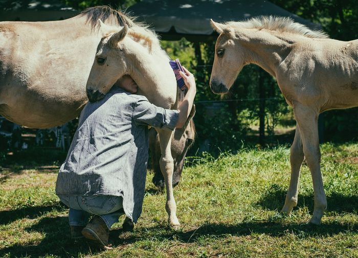 Parcourir les Gorges du Verdon à cheval