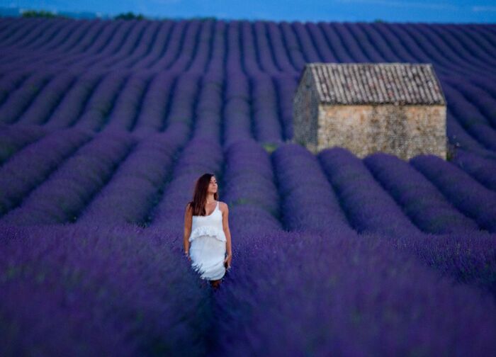 Champs de lavande sur le plateau de Valensole